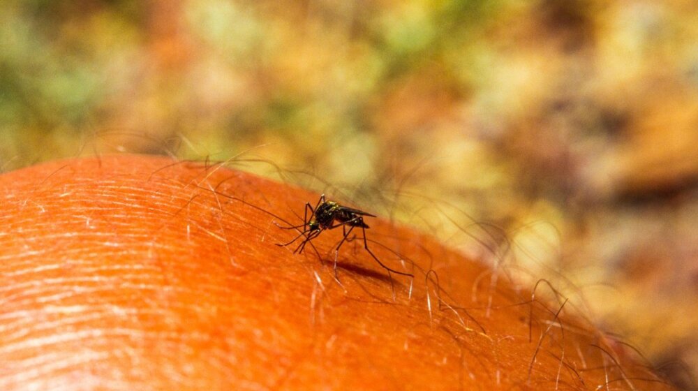 Groznica Zapadnog Nila: Ovo su simptomi, a ovako možete da se zaštitite 1