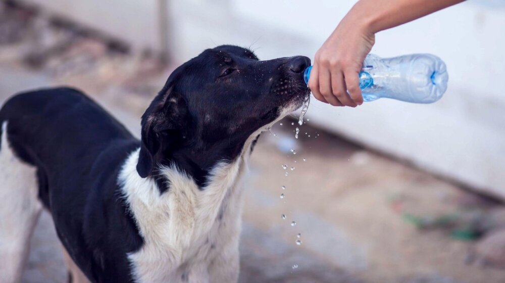 Zašto se visoke temperature nazivaju "pasjom vrućinom" 1