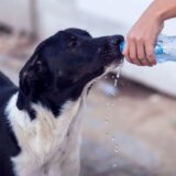 Zašto se visoke temperature nazivaju "pasjom vrućinom" 3