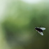 Trik dostupan svima: Običnom čašom oterajte dosadne muve? Da, moguće je 3