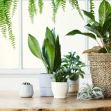 Ove tri biljke odlično podnose vrućinu, a lake su i za održavanje 5