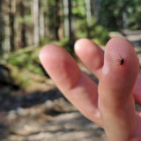 Šta treba da uradite kada vas ugrize zaraženi krpelj 5