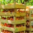"Srbija je deponija za neutrošene zalihe u EU": Ministarka poljoprivrede bila upozorena na hlorpirifos nađen u breskvama, ali ignorisala opasnost 12