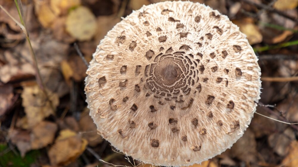 Recept za pohovane sunčanice: Kad pada kiša, berite pečurke 1