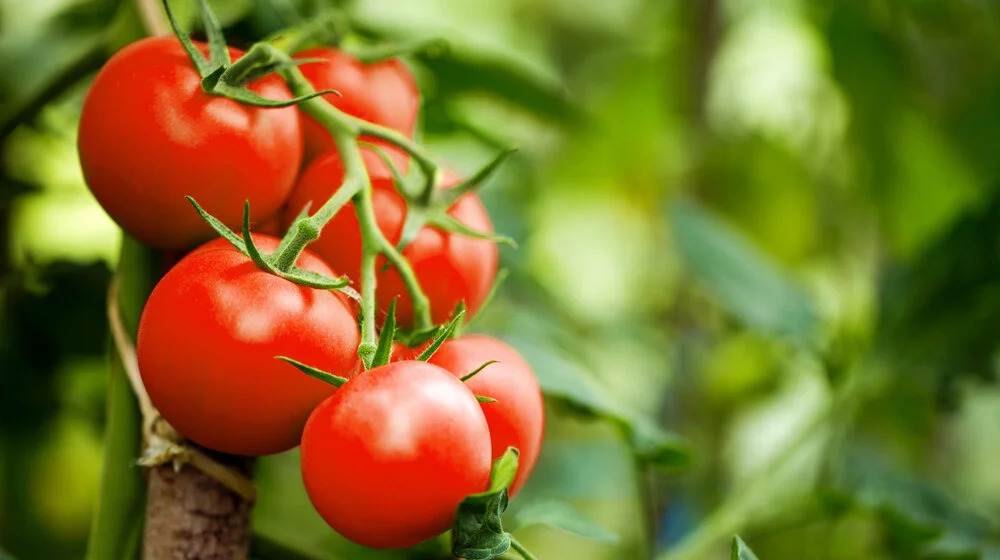 Otkrivamo jednostavan trik kako da održite paradajz što duže svežim 1