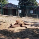 ZLF protiv premeštanja beogradskog Zoo-vrta s Kalemegdana na Adu Ciganliiju 5