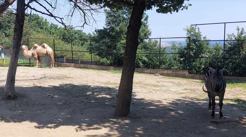 "Na zov prirode ne možemo da utičemo'": Reporter Danasa posetio zoo-vrt u Boru nakon pretnji koje su dobili zbog slika izgladnelog jelena (FOTO) 4