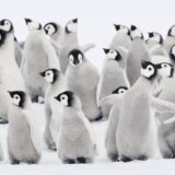 Klimatske promene: Hiljade pingvina uginulo je na Antarktiku zbog pucanja leda 5