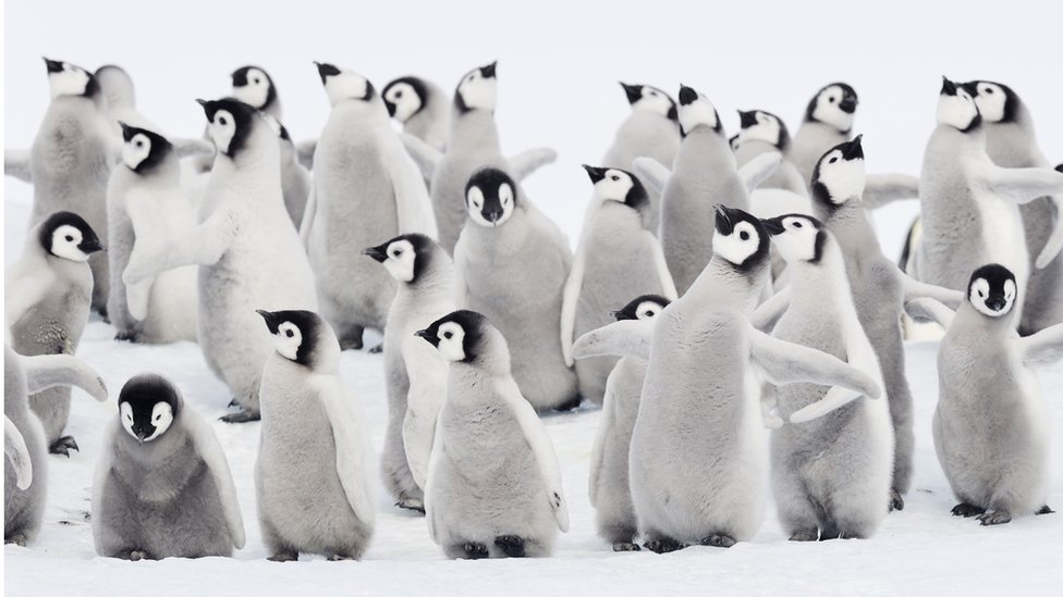 Mladunci carskih pingvina