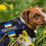Rusija i Ukrajina: Mačke i psi influenseri pomažu Ukrajincima da prebrode rat 4