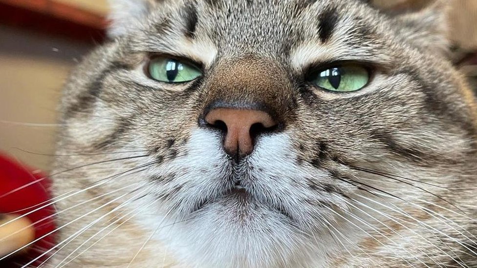 Rusija i Ukrajina: Mačke i psi influenseri pomažu Ukrajincima da prebrode rat 4 Mačka Stepan