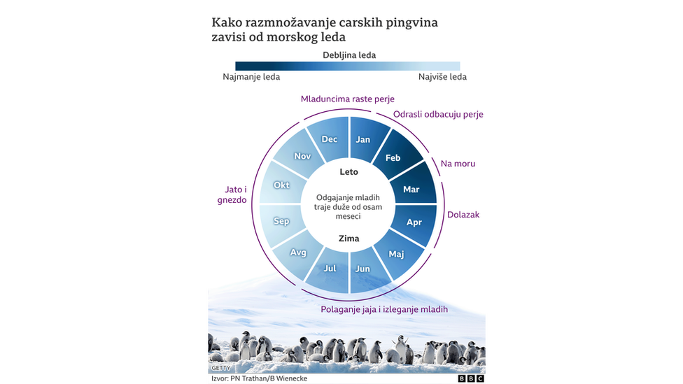 Odrastanje carskih pingvina