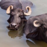 Indija i životinje: Muškarac uhapšen zbog krađe bivola posle skoro šest decenija 10