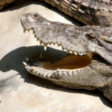 Kina: Desetine krokodila pobeglo sa farme posle poplava 2