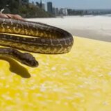 Australija i životinje: Muškarac surfovao sa zmijom na dasci, pa dobio kaznu 4