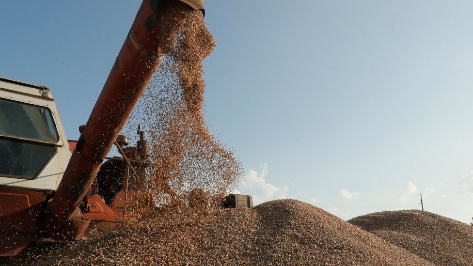 Rusija i Ukrajina: Kijev tuži susedne zemlje jer zabranjuju da im izvoze hranu 1 Grain being collected during a harvest near Kyiv, Ukraine. Photo: July 2023