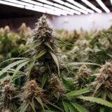 Južna Afrika: Više od 90 učenika greškom pojelo mafine sa kanabisom 13