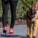 Amerika, Bela kuća i životinje: Bajdenov pas Komandant ponovo grize 10