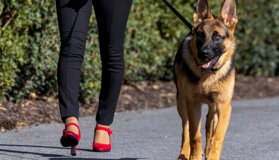 Amerika, Bela kuća i životinje: Bajdenov pas Komandant ponovo grize 10