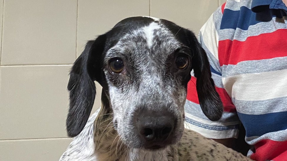 Rusi u Srbiji: „Proterani smo", zašto ruska porodica pakuje kofere 3 Darti