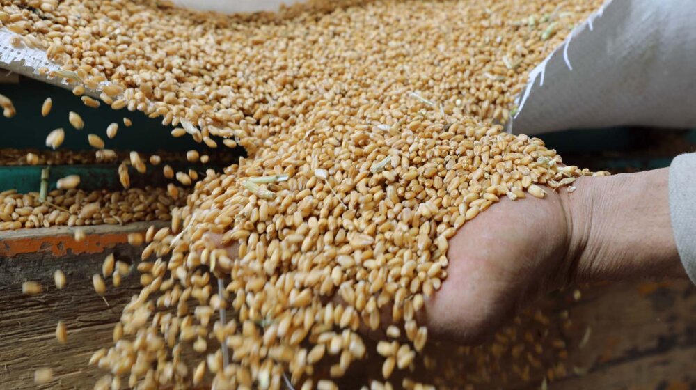 U Srbiji u 2023. godini proizvedeno 3,4 miliona tona pšenice 1