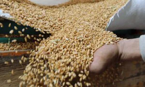 Kako kuvana pšenica pomaže u borbi sa hemoroidima 1