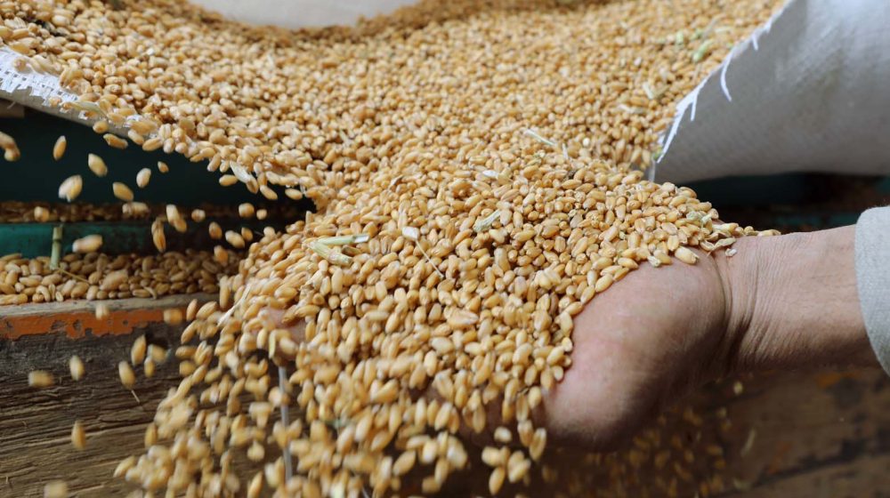 Egipat zainteresovan za uvoz srpske pšenice i kukuruza 8