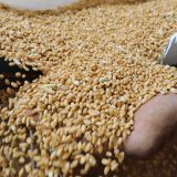 Egipat zainteresovan za uvoz srpske pšenice i kukuruza 6