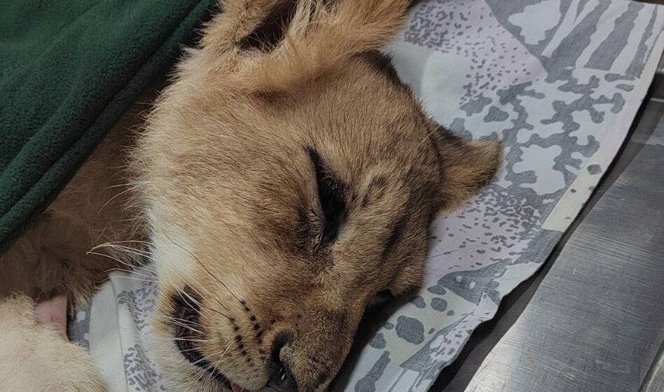 Oglasio se Zoo vrt na Paliću o izuzetno teškom stanju male lavice pronađene kod Subotice 1