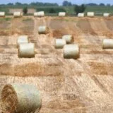 Izvoz hrane iz Srbije u Kinu manji od jedan odsto od ukupnog: Da li sporazum dve zemlje može doneti korist za srpsku poljoprivredu? 14