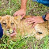 Kako je Subotičanin na putu do posla spasao mladu lavicu: Još se ne zna čija je i otkud lav u Vojvodini (VIDEO) 4
