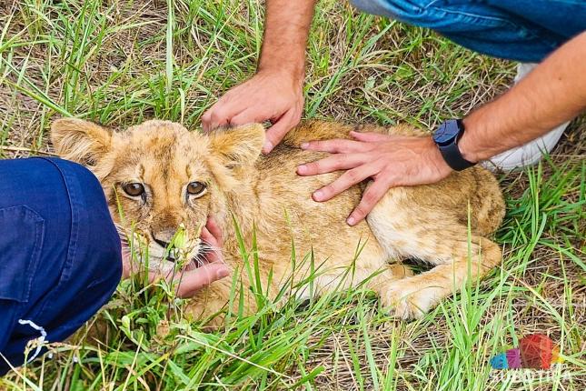 Kako je Subotičanin na putu do posla spasao mladu lavicu: Još se ne zna čija je i otkud lav u Vojvodini (VIDEO) 1
