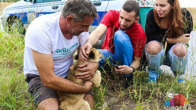 Kako je Subotičanin na putu do posla spasao mladu lavicu: Još se ne zna čija je i otkud lav u Vojvodini (VIDEO) 2