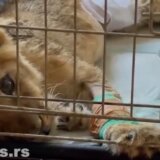 Subotička policija: Istraga o slučaju lavice Kiki u toku 7