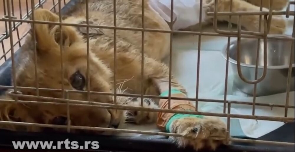“Dešava se ono čega smo se od početka plašili”: Direktorka Zoo vrta na Paliću o stanju male lavice Kiki 2