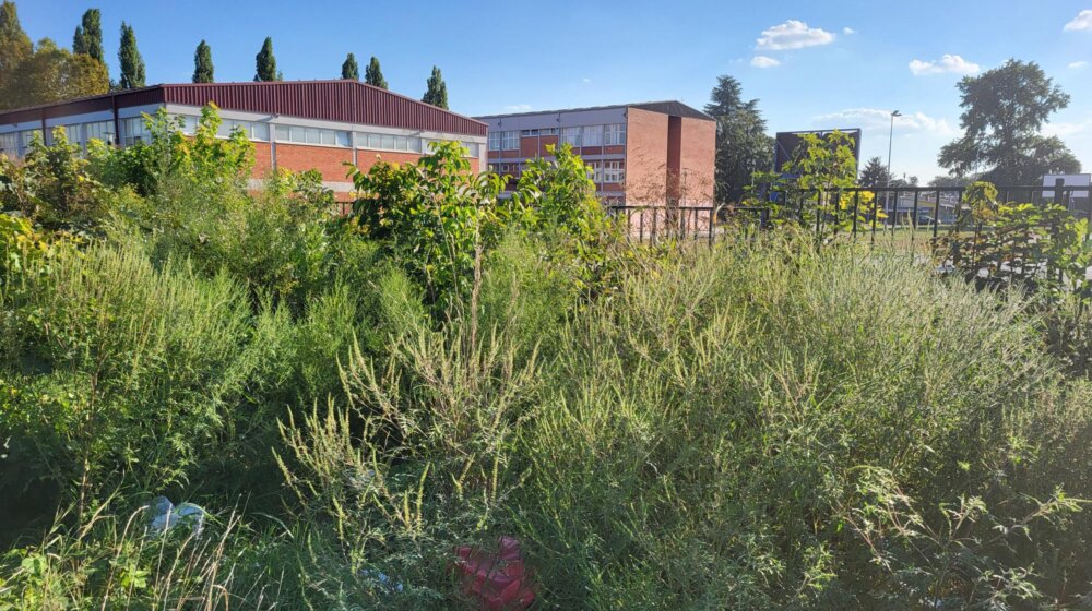 (FOTO) Kandidat za najvišu biljku ambrozije u Srbiji, nešto nižu od Željka Rebrače 1