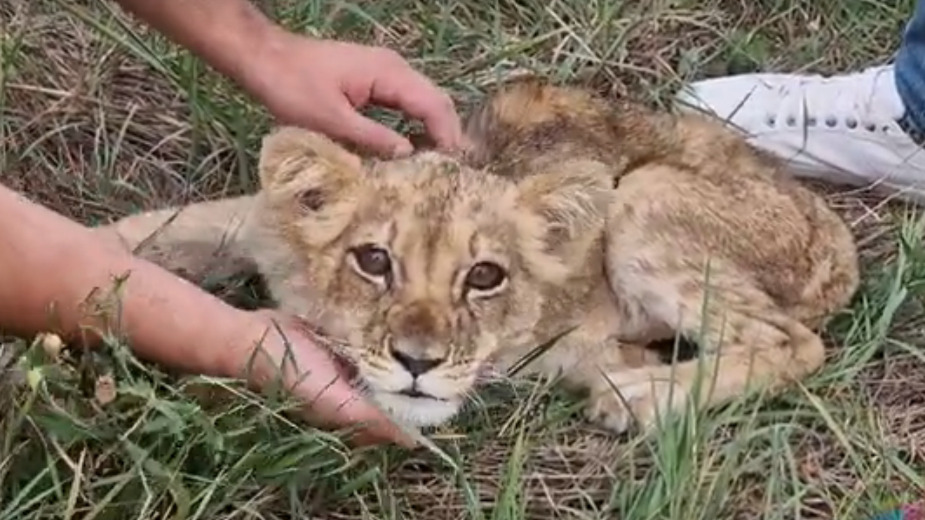 Pronađena Subotičanka koja je držala lavicu Kiki, policija će podneti krivičnu prijavu 1