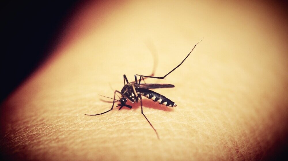 "Možeš da se mažeš čim god hoćeš": Šta je uzrok višednevne najezde komaraca kakva nije viđena za 50 godina? 1