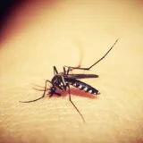 "Možeš da se mažeš čim god hoćeš": Šta je uzrok višednevne najezde komaraca kakva nije viđena za 50 godina? 6