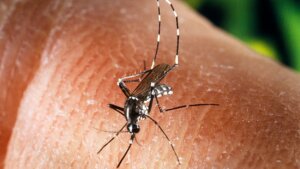 Pančevo, Beograd i drugi gradovi pod opsadom komaraca usred sezone groznice Zapadnog Nila: Suzbijanja nema, a čija je odgovornost ukoliko se neko razboli? 3