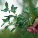 Ovo je najmoćnija biljka za zdravlje: Podmlađuje, smiruje i reguliše šećer u krvi 1