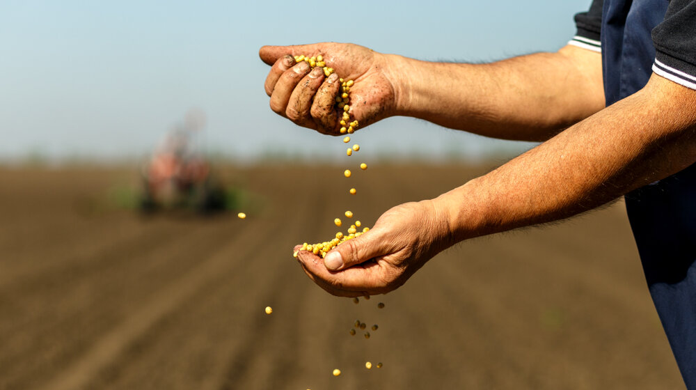 U Srbiji cena soje prepolovljena, a uvoz raste 1