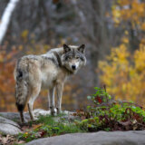 Za ubistvo slepog miša možete da platite kaznu u visini cele plate: Kolike su kazne za nelegalno ubijanje divljih životinja u Srbiji? 7