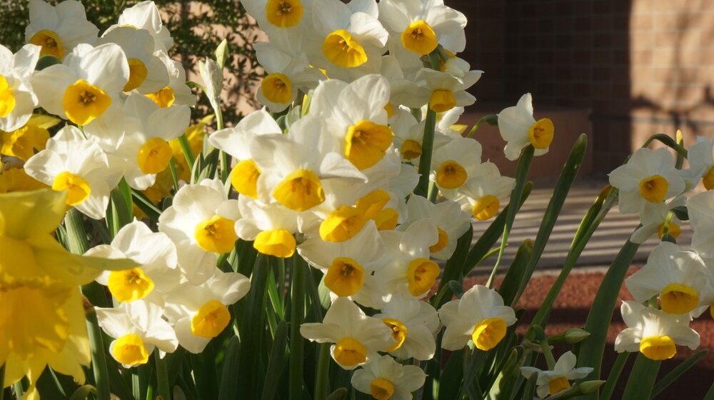 Uživajte u šarenom vrtu do kasne jeseni: Evo koje cveće možete da posadite upravo sada 1