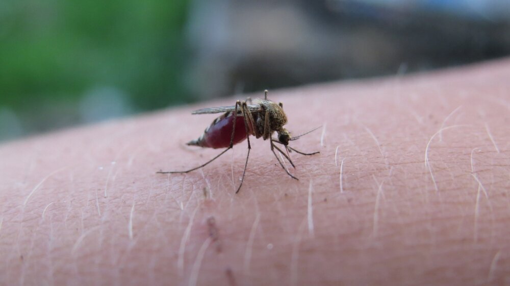 Od groznice Zapadnog Nila do malarije: Koje bolesti mogu da nam prenesu insekti koji nas ujedu 14