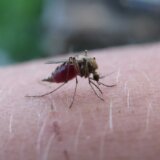 Od groznice Zapadnog Nila do malarije: Koje bolesti mogu da nam prenesu insekti koji nas ujedu 5