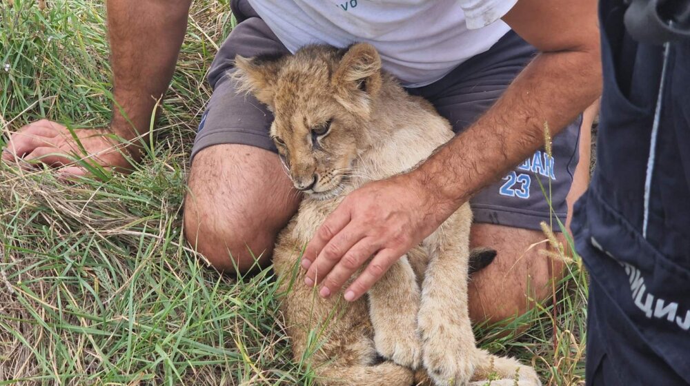“Lutao neuhranjen”: Kako svetski mediji pišu o mladunčetu lava pronađenom u Srbiji? 12