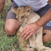 Da li je lavić iz Subotice žrtva krijumčara: Koliko često se u Srbiji krijumčare divlje životinje 12
