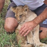 “Dešava se ono čega smo se od početka plašili”: Direktorka Zoo vrta na Paliću o stanju male lavice Kiki 5
