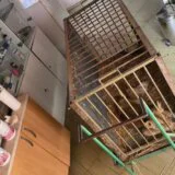 Direktorka Zoo vrta na Paliću za Danas: Lavić u karantinu, čeka se mišljenje veterinara 3